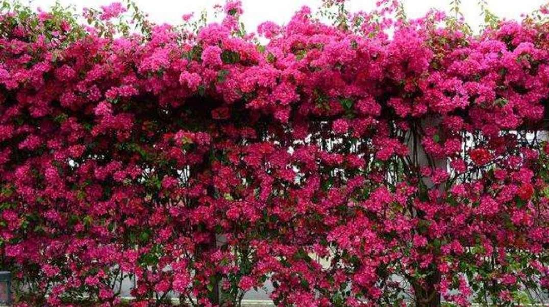 [花香]此花花香四溢，号称“香水之花”，庭院种2棵，还你一片花海