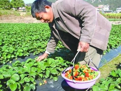  激素@据说一年收入30万，有人却贪心打激素打膨大剂，农民：名声