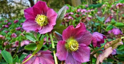  『家里』保持植物健康的5种高效方法，促进家里的花卉孕育花朵