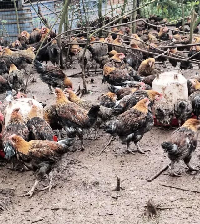 下雨以后@土鸡养殖,预防鸡群踩踏死亡的问题,养殖户需要从场地建设开始