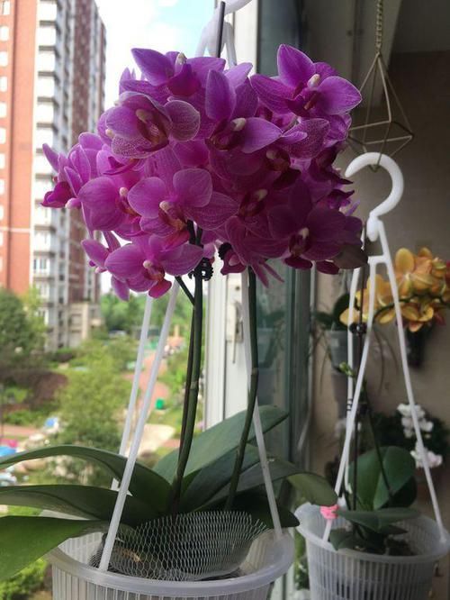  #养育#养育蝴蝶兰，注意这五点！长得好，无虫害，花开俏丽如蝴蝶