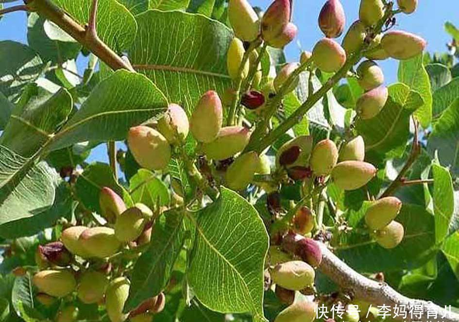  「开心果树」农村常见的一种树，却产出一种高级坚果，为何价格高居不下？