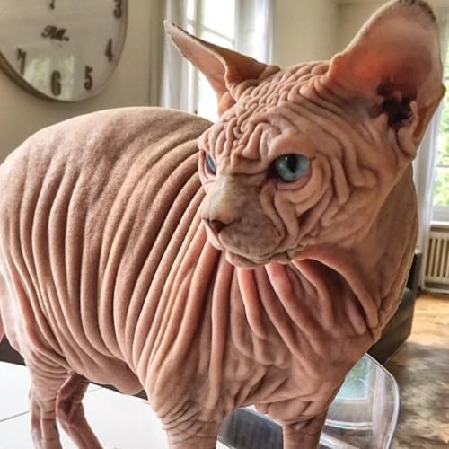  『外星』长满褶皱的猫咪，就像一个外星怪兽，猫主人不害怕吗