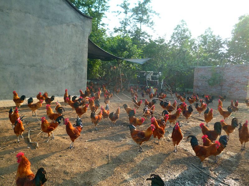 中国最大单体养鸡企业诞生,养殖户前路堪忧