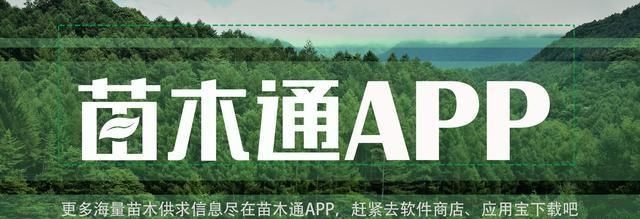 罕见! 被称为“神仙的居所”, 四川发现国内面积最大的绿石林!