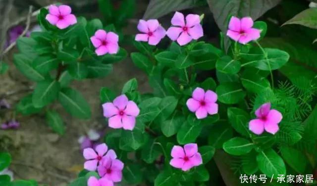 养护方法|花香淡雅花型好看,养花就选这三种,好打理易开花!