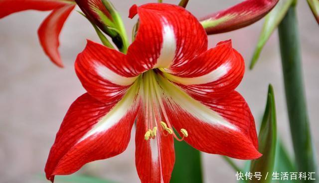 家养|3种花适合家养,花朵硕大颜色鲜艳,开花爆盆非常简单,漂亮极了
