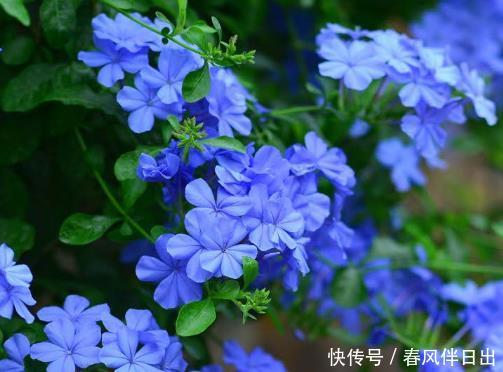  「旺盛」最适合夏天入手的4种花卉，花苞旺盛不怕晒，夏日“开花劳模”