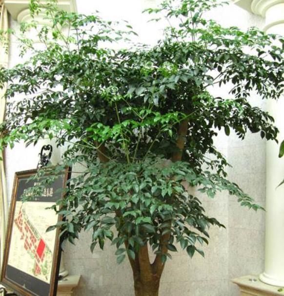 『观赏价值』想让幸福树长得好,需要做好“4件”事,新芽冒不停,绿油油的!