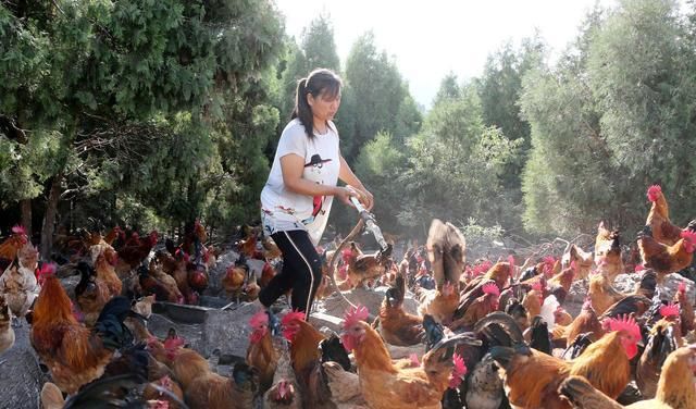  「想到」农村妇女养鸡时喂了这些菜，没想到鸡长得快、下蛋多、