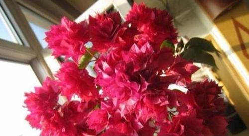  【随便】三角梅花期这么做，随便掐一掐，剪一剪，形体美，开花多