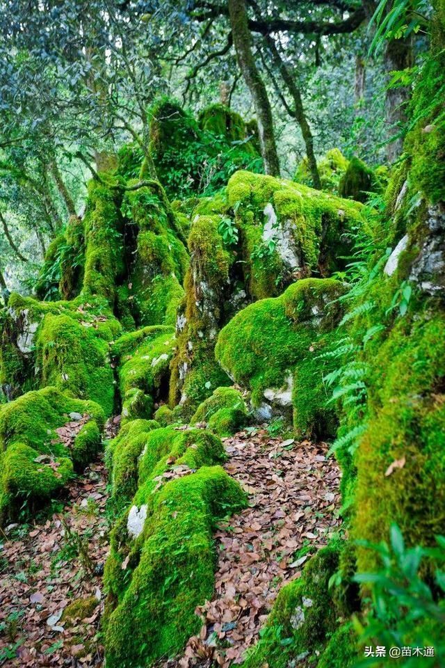 罕见! 被称为“神仙的居所”, 四川发现国内面积最大的绿石林!