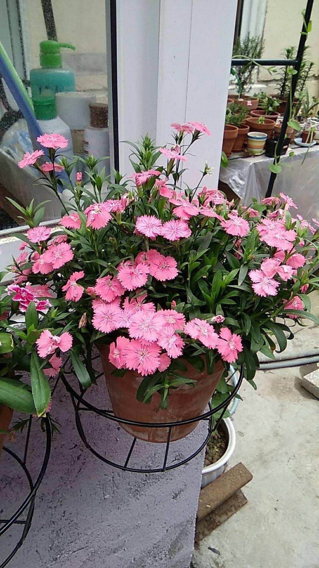 「石竹花」有院子一定要养石竹,皮实好养,来回踩都不死,夏天开出花海