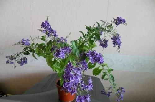  『生长良好』假连翘养好了，花朵、果子都很好看，越是修剪长得越好