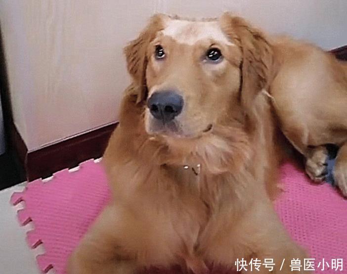  「金毛」主人留孩子和金毛单独在家，回来发现狗毁容了真是难为你了