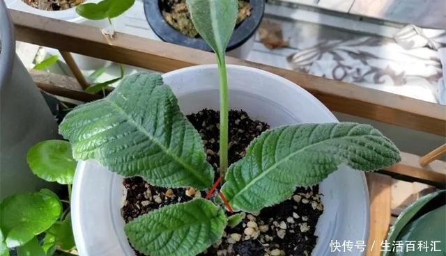  『扦插』空气生根扦插法，有效的懒人养花方法！揪片叶子丢袋子，太好活了