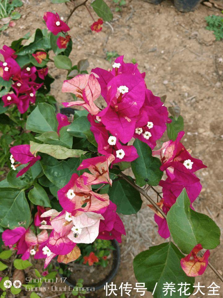 这3种花，家里要是有1棵，给多少钱都不卖！