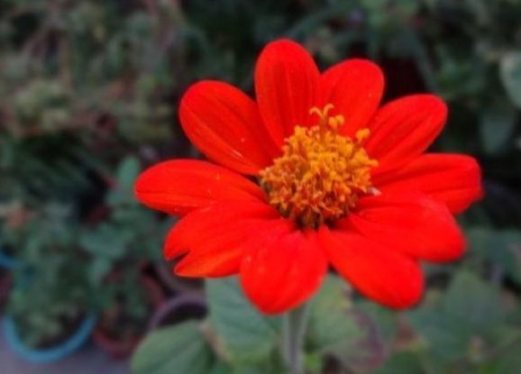  圆叶■新手养花，不如养盆花中精品“圆叶肿柄菊”，花色艳丽，美艳高贵