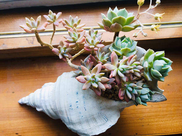  #肉语#肉圈里的多肉“暗语”，这些你都知道吗？教你学说肉言肉语