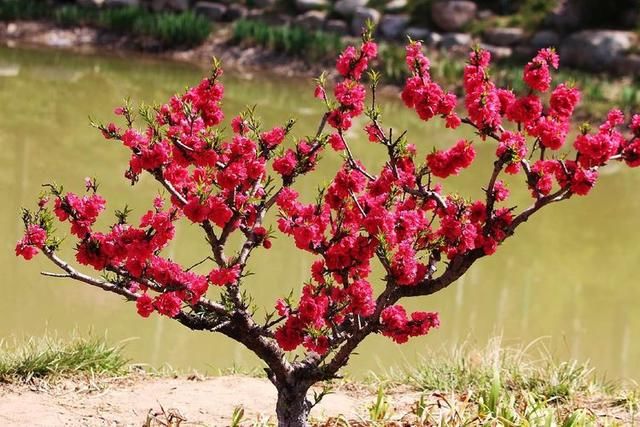 三月春暖花开,又到了寻花问柳的季节!