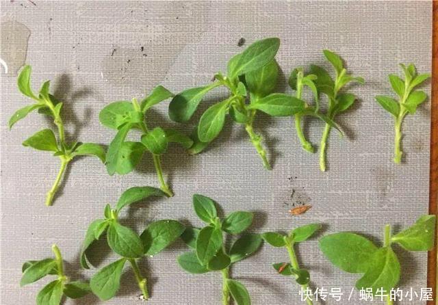 #扦插#这一种花,一年开200天,一盆开99朵,可播种可扦插,好养又省钱