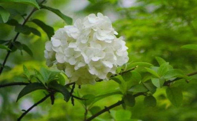  「迷人」自古以来，人们对琼花的喜爱只增不减，开花迷人，像极了白绣球