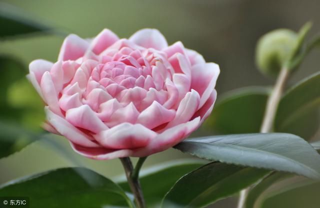 春节将至，养上几盆简单的花卉，在也不用发愁过年没花看了