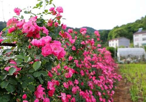 这个地方的月季花墙美美哒，就等你来免费赏!