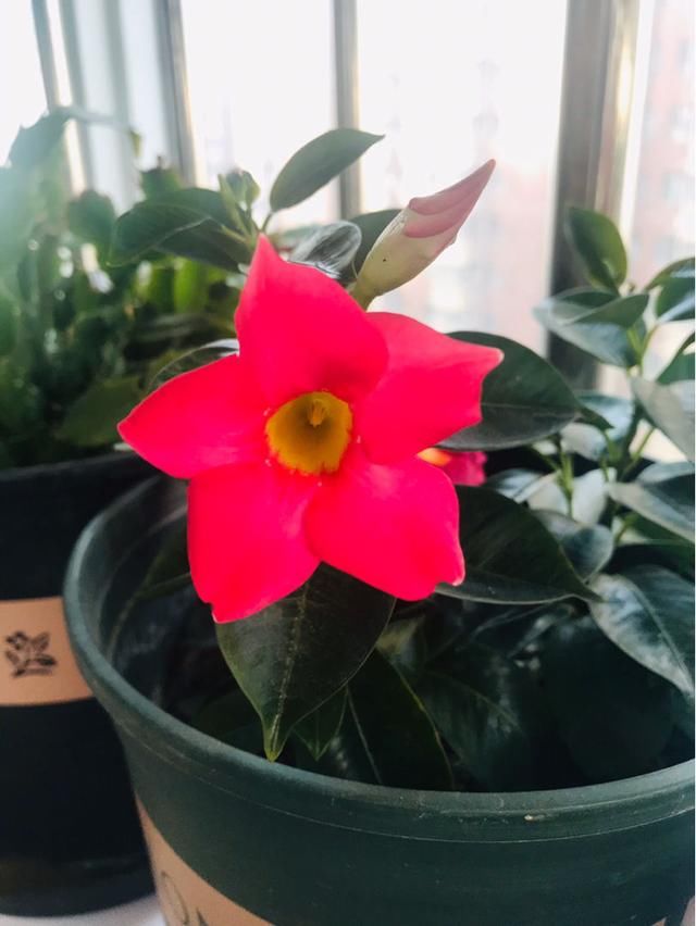  【到了夏天】8种爆盆花，越晒越热开花越多，懒人也能养爆盆