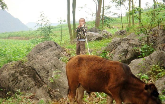  「肉牛」回农村纯草放养10头牛，需要多少资金，大概能赚多少钱