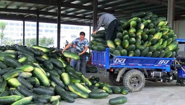  [冬瓜]曾是儿时零食，如今亩产5000斤，收购价只有2毛一斤，你吃
