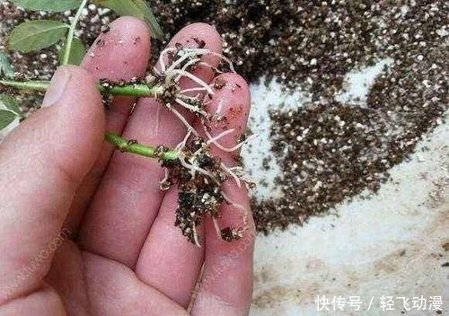  「随便」学会这个妙法，下雪天也能随便扦插，几天就扎满茂密的大白根