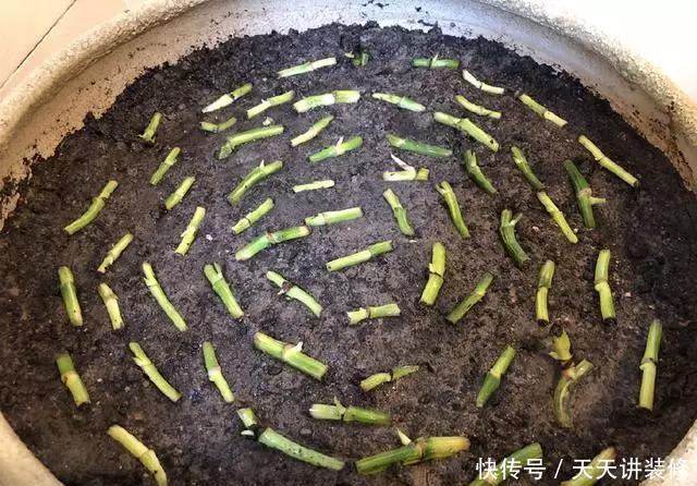  『绿萝』养花技巧：春天赶紧扦插绿萝，扯根枝插3盆，5种方法个个好活！