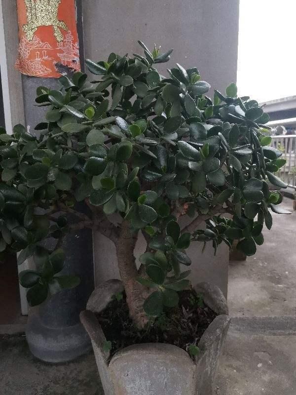『养分』没想到玉树也能开花,茂盛小花倍感珍惜,学会技巧就能年年赏!