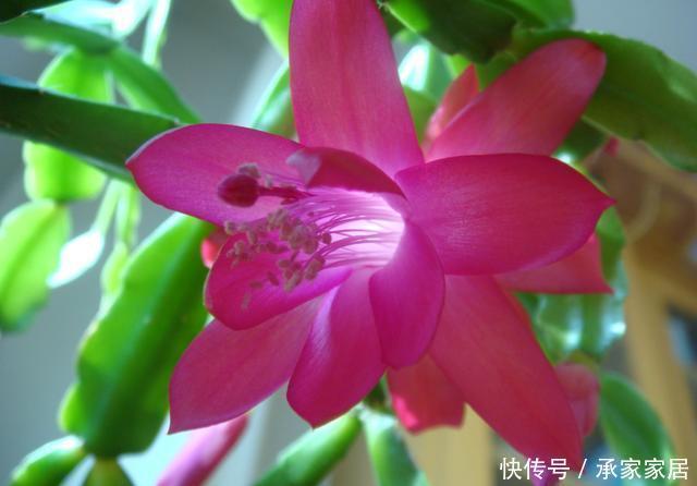 家里|家里阳台养花,首选几种花,花开美很大气,花色艳丽娇艳无双