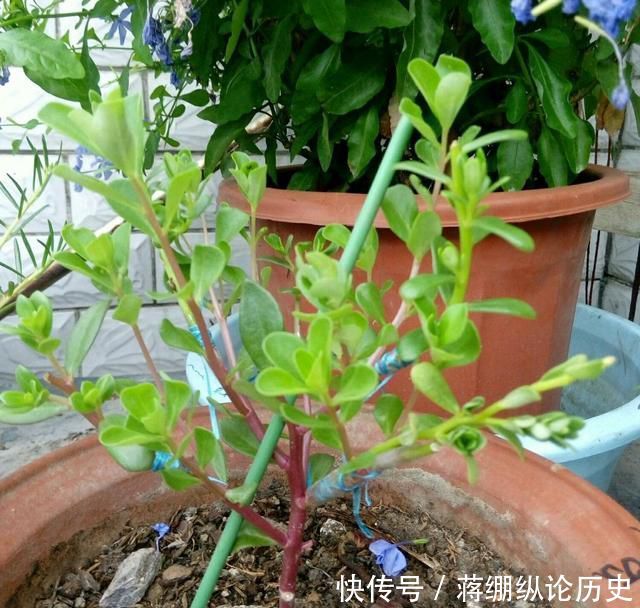  『嫁接』手把手教你嫁接太阳花的图文教程，学会了嫁接五颜六色太阳花