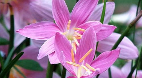  #家里#这款小花养在家里，漂亮的像假花，遇土即活，一年四季开花如春