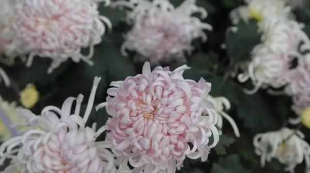 黄金九月楼观的花海开啦！赏花海、品花宴，全都不能错过！