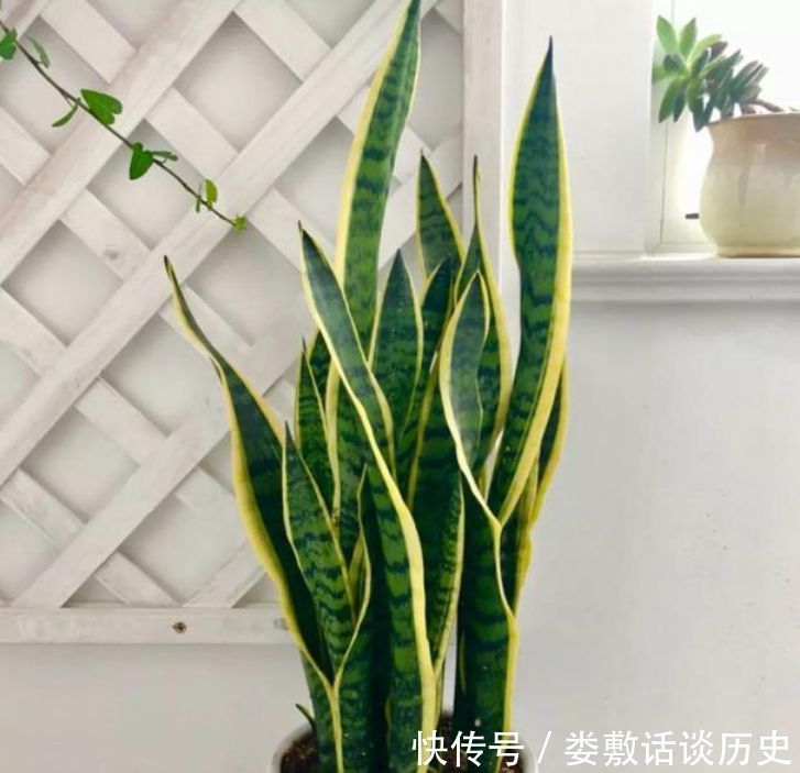 「家里」“3种花”养家里,人养花,花也养人,空气清香去异味,漂亮好养