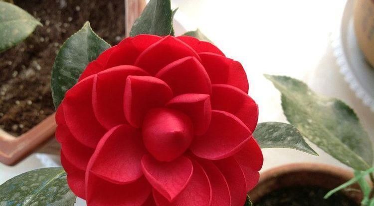 『漂亮』以下花漂亮不逊玫瑰,花色红红火火,观赏价值高,是盆栽盆景良才