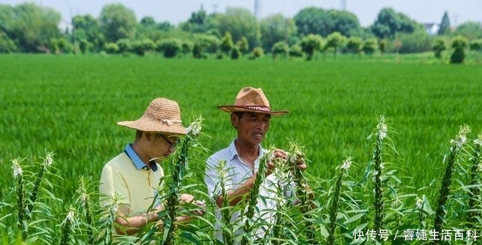  农民|未来5年，农村可能“暴富”的3种职业，农民只要敢干就有机