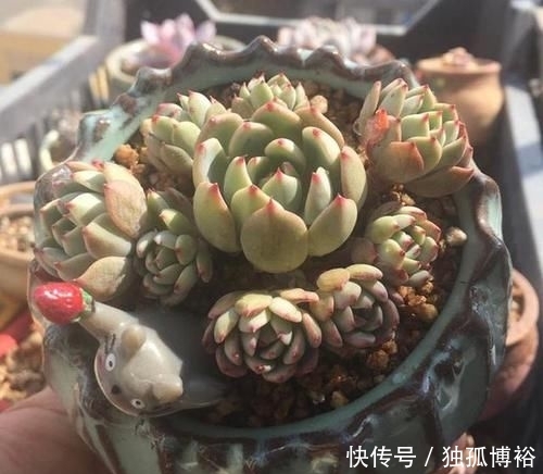 撸下来的叶:经常给多肉做1动作,加1料,迅速生长,还爱爆盆