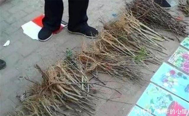  『不良商贩』花市逛“路边摊”，要警惕用“这种方式”卖花的，谁买谁后悔！