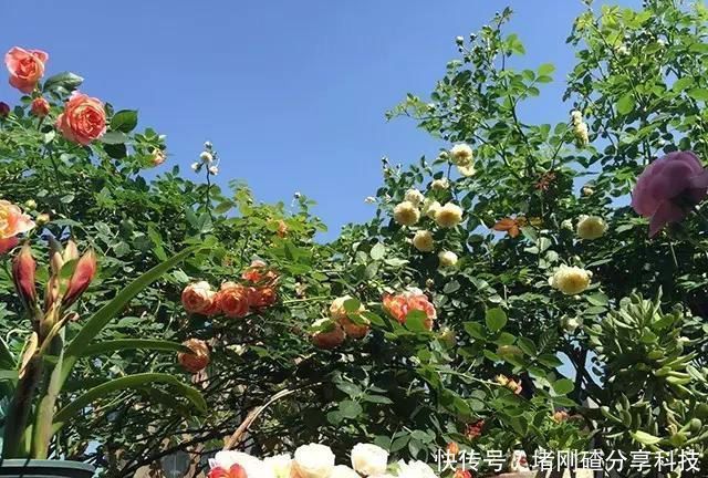  孩子■两个孩子的妈妈，利用空闲时间，在露台打造出一片花的海洋