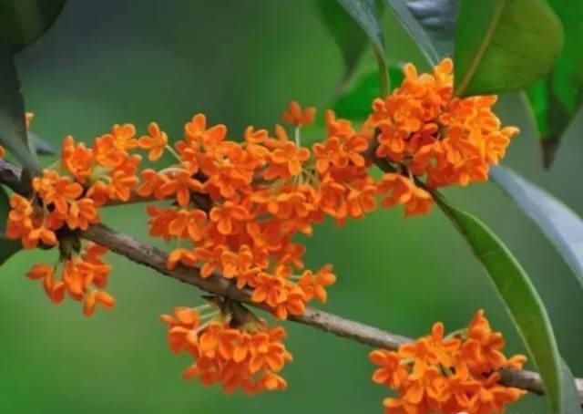 【花中】中国10大名花,哪个是你的最爱?