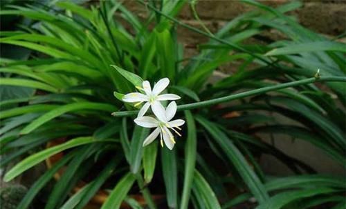  「植物」新居养这些植物，吸收甲醛净化空气，还可观赏