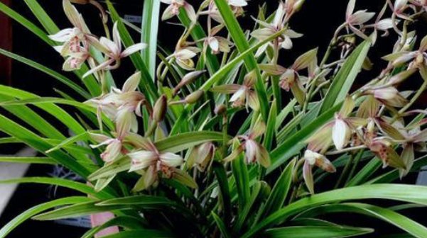  「茎黑腐」新手养兰花常见3个“误区”,全避开兰花不腐,长得壮开花旺