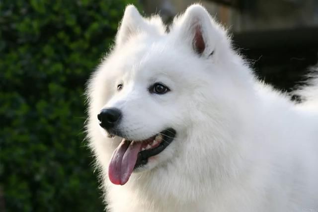 在网上被骂，在小区里被打，竟然还有人要毒我们的狗，为什么现在