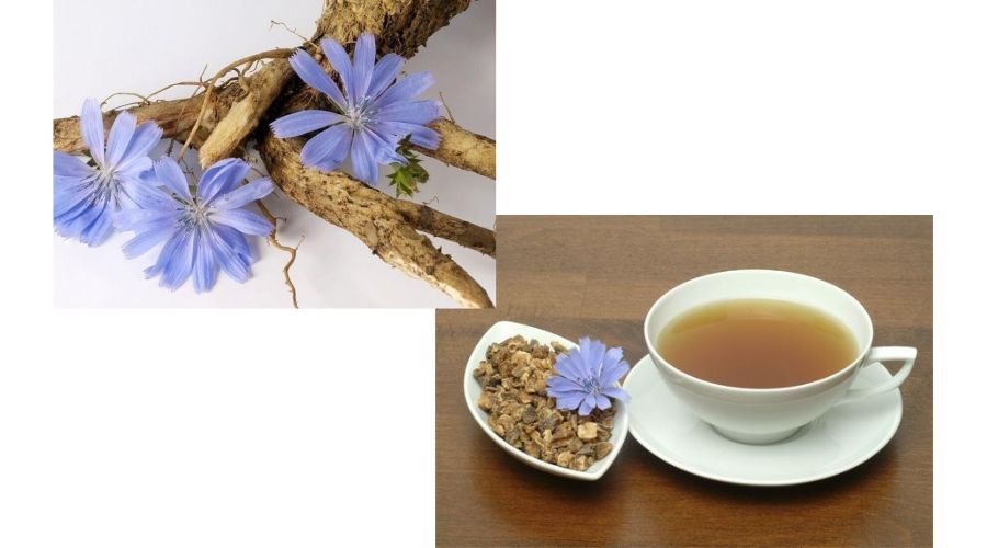  『菊苣』菊苣有这么多应用价值，总有一点是你想不到的