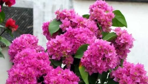 三角梅|三角梅不开花?给它使劲虐,花芽呼呼长,开出层叠群花